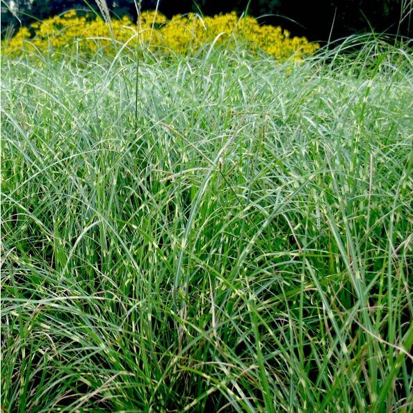 MISKANTAS 'LITTLE ZEBRA' C3